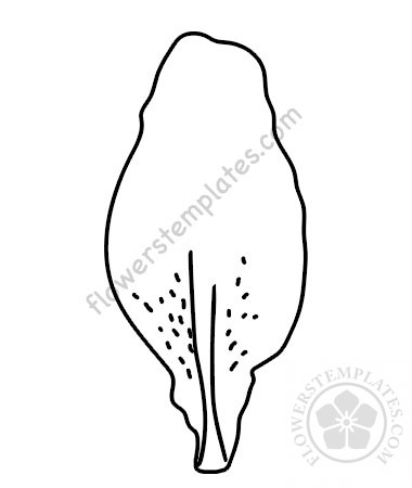 lily-petal – Flowers Templates
