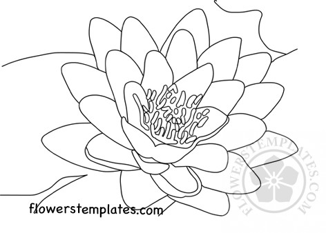 water-lily – Flowers Templates