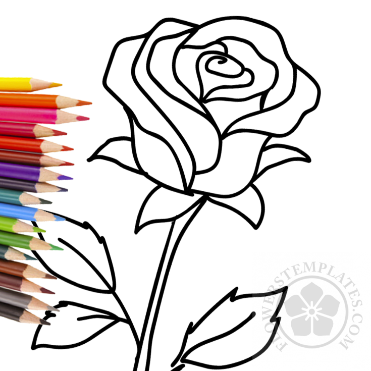 Rose-with-stem – Flowers Templates